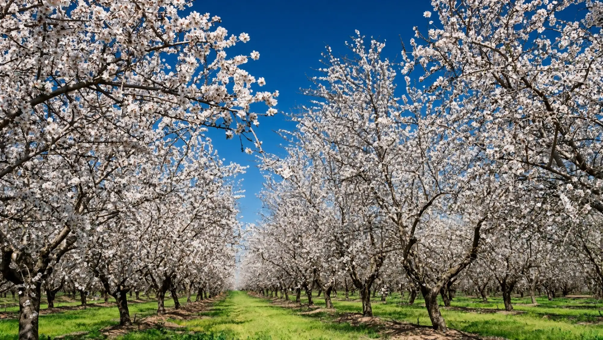 Una huerta de almendros en plena flor blanca bajo un cielo azul