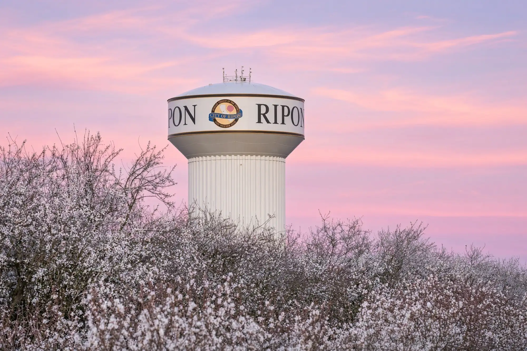El tanque de agua de Ripon al amanecer sobre almendros en flor